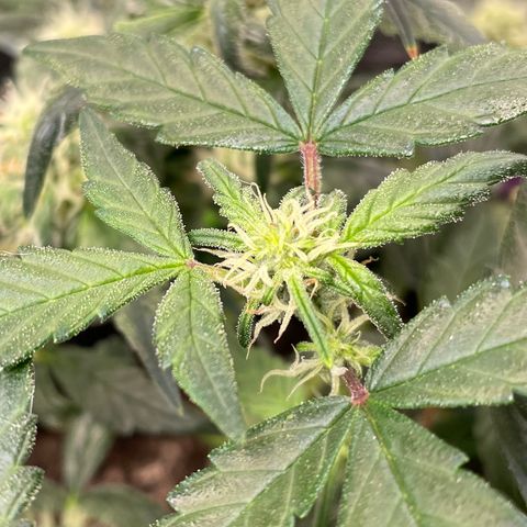 Bruce Banner #2 growlog timeline photo