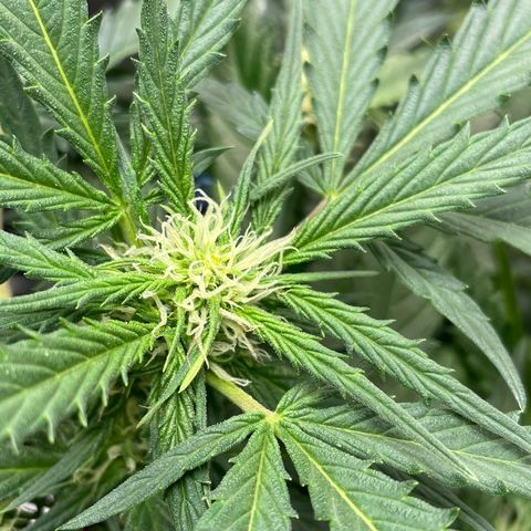 Sexxpot #2 growlog timeline photo