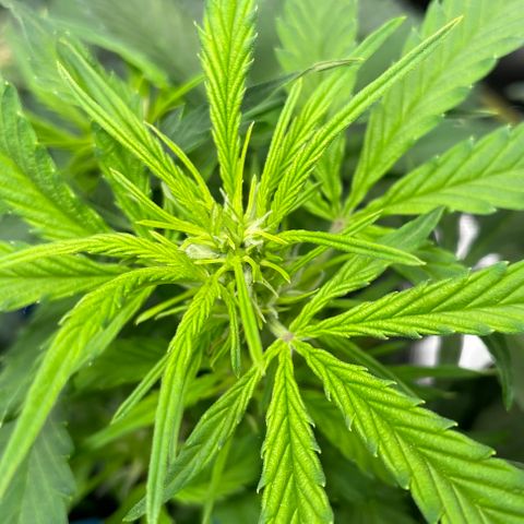 Gelato #1 growlog timeline photo