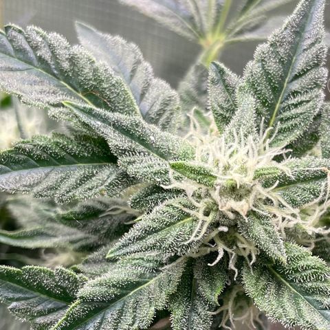 White Widow #4 growlog timeline photo