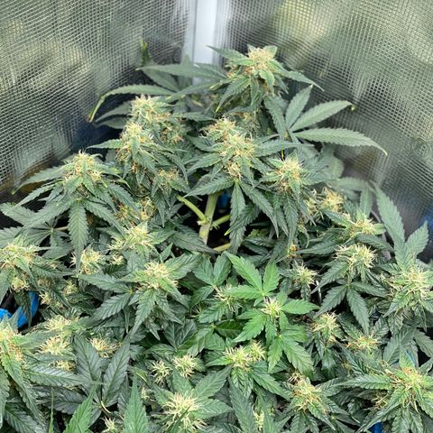 Cinderella #2 growlog timeline photo