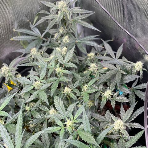 Bruce Banner #2 growlog timeline photo