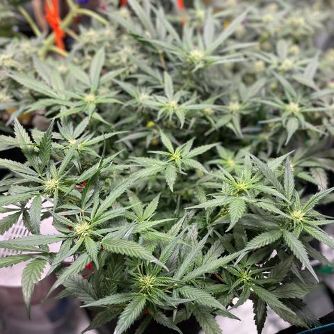 Sexxpot #2 growlog timeline photo