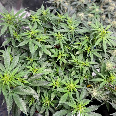 Gelato #1 growlog timeline photo