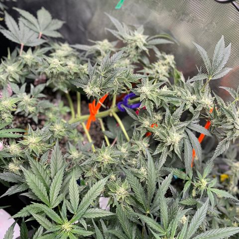 White Widow #4 growlog timeline photo