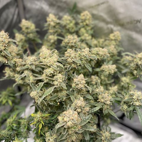 Bruce Banner #1 growlog timeline photo