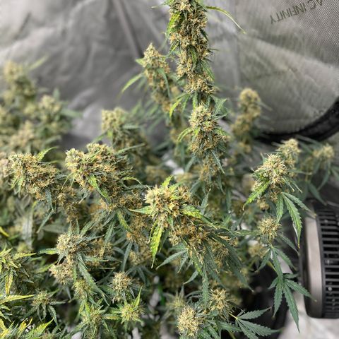 Milky Way - Variegated growlog timeline photo