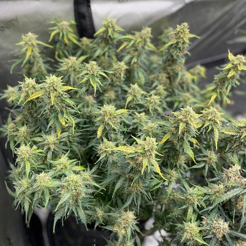 Blue Knight #1 growlog timeline photo