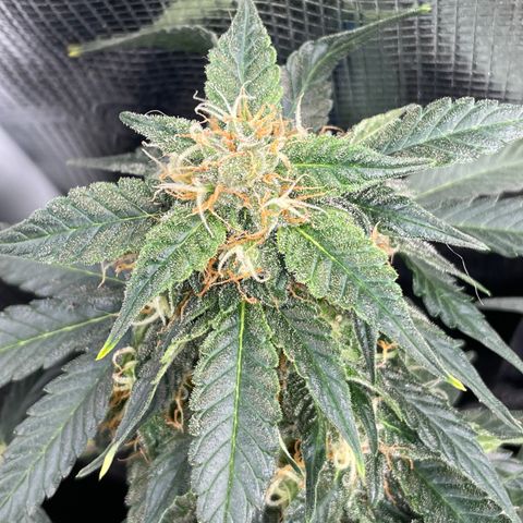Cinderella #2 growlog timeline photo