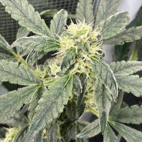 Bruce Banner #2 growlog timeline photo