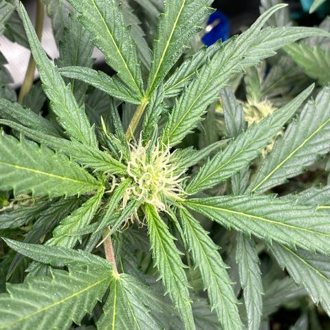 Sexxpot #2 growlog timeline photo