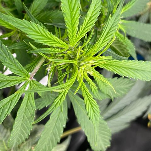 Gelato #1 growlog timeline photo