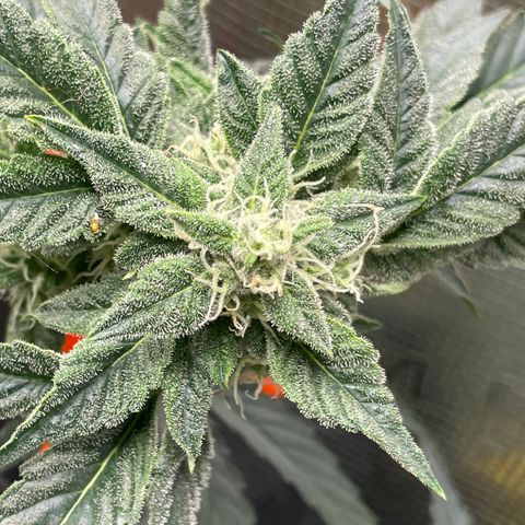 White Widow #4 growlog timeline photo