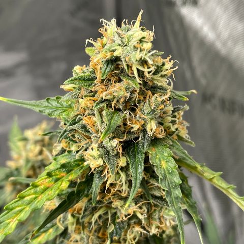 Milky Way - Variegated growlog timeline photo