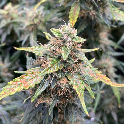Blue Knight #1 growlog timeline photo
