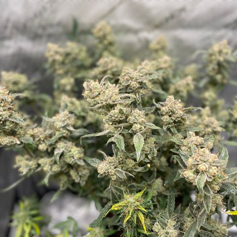 Bruce Banner #1 growlog timeline photo