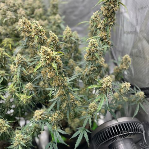 Milky Way - Variegated growlog timeline photo