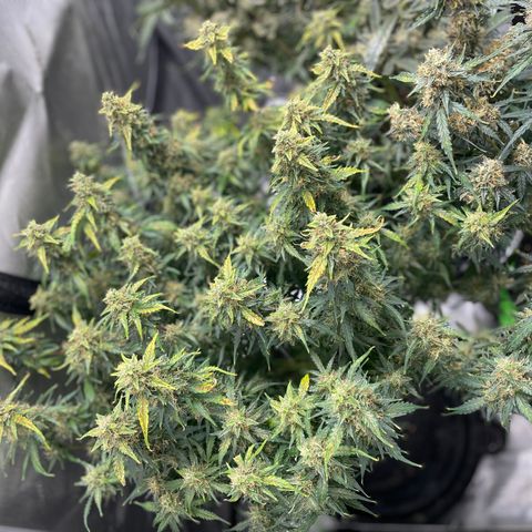 Blue Knight #1 growlog timeline photo