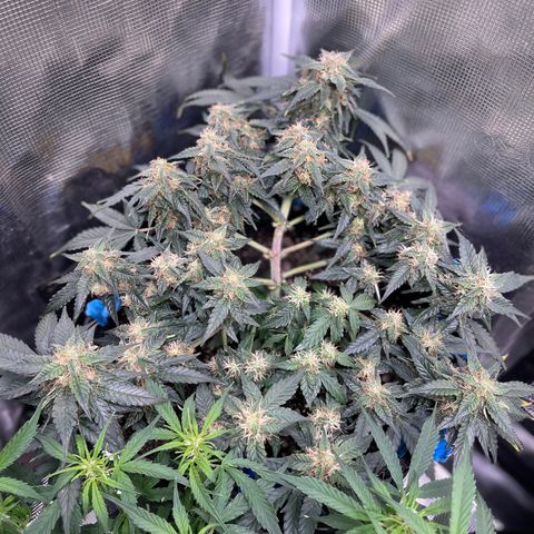 Cinderella #2 growlog timeline photo
