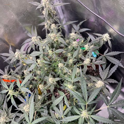 Bruce Banner #2 growlog timeline photo