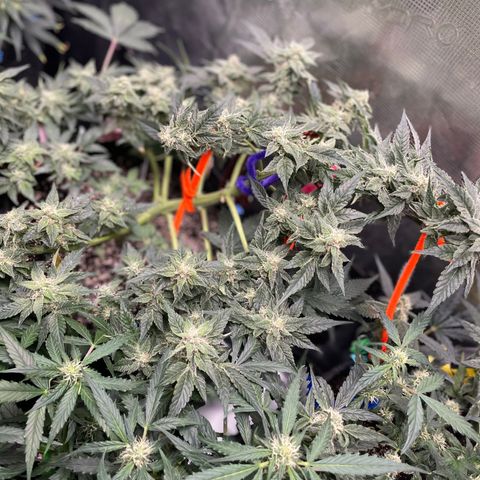 White Widow #4 growlog timeline photo