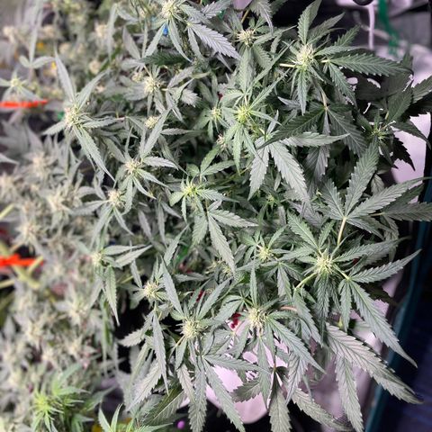 Sexxpot #2 growlog timeline photo