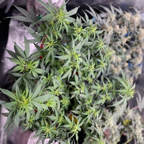 Gelato #1 growlog timeline photo