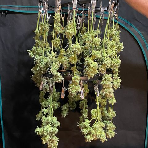 Bruce Banner #1 growlog timeline photo