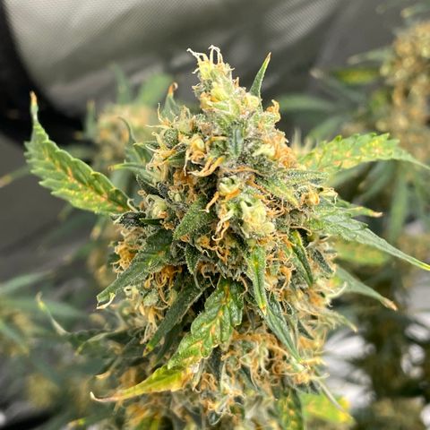 Milky Way - Variegated growlog timeline photo