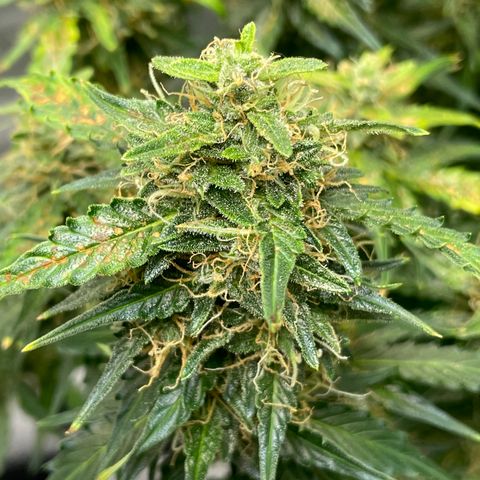 Blue Knight #1 growlog timeline photo