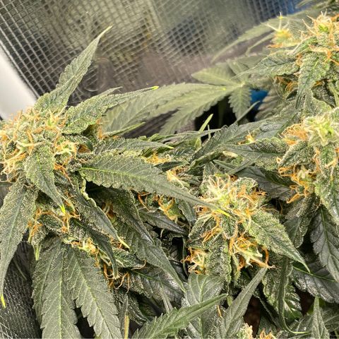 Cinderella #2 growlog timeline photo