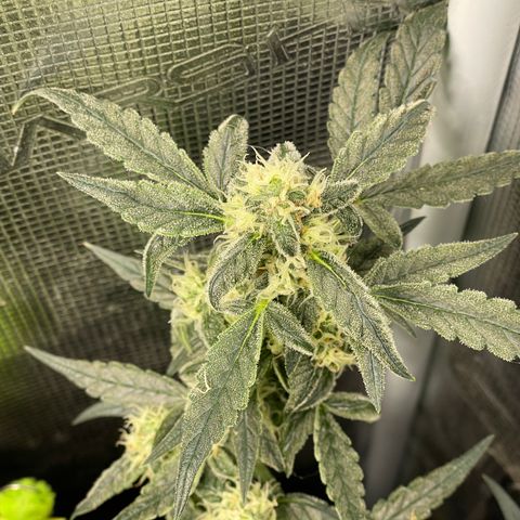Bruce Banner #2 growlog timeline photo