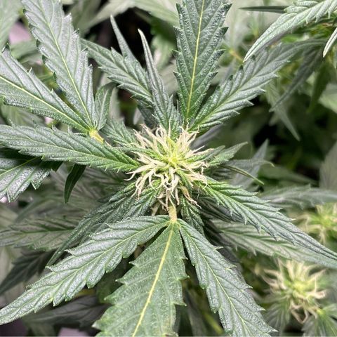 Sexxpot #2 growlog timeline photo