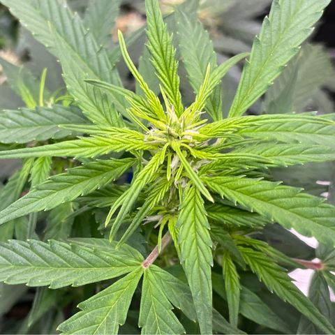 Gelato #1 growlog timeline photo