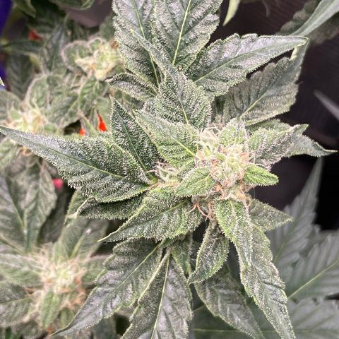 White Widow #4 growlog timeline photo