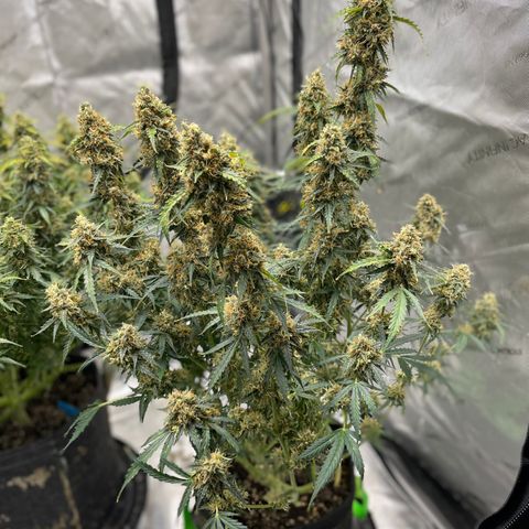 Milky Way - Variegated growlog timeline photo