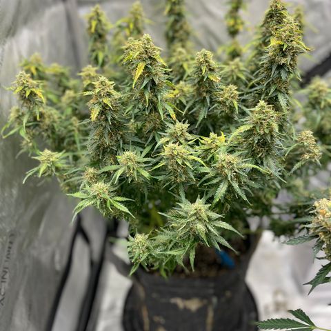 Blue Knight #1 growlog timeline photo