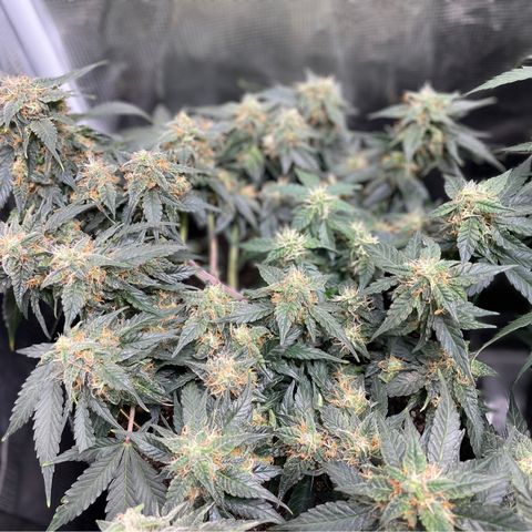 Cinderella #2 growlog timeline photo