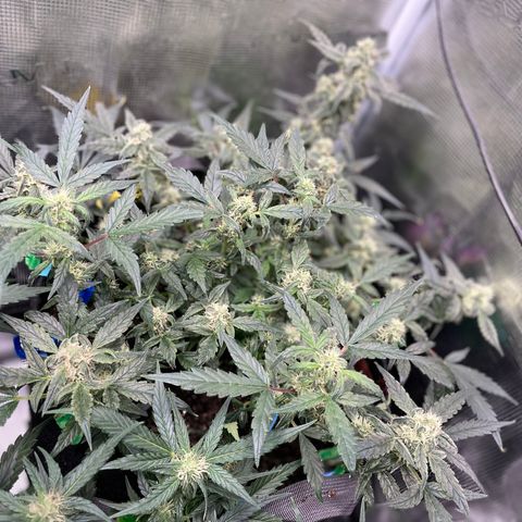 Bruce Banner #2 growlog timeline photo