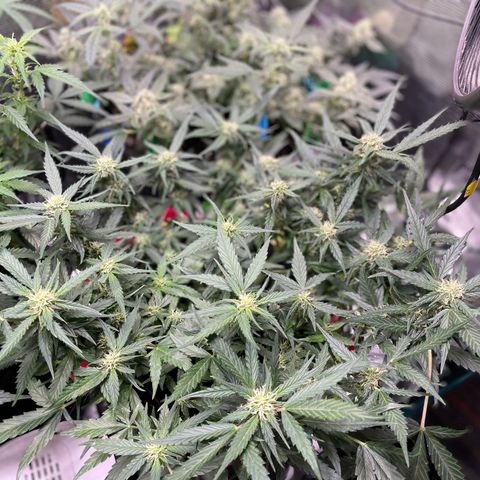 Sexxpot #2 growlog timeline photo
