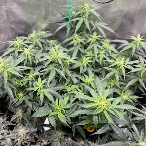 Gelato #1 growlog timeline photo