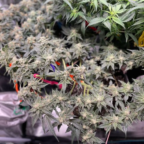 White Widow #4 growlog timeline photo