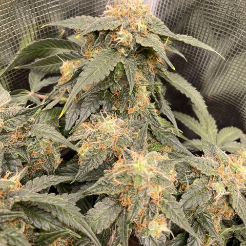 Cinderella #2 growlog timeline photo