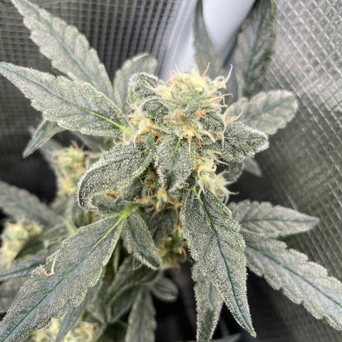 Bruce Banner #2 growlog timeline photo