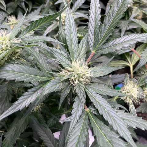 Sexxpot #2 growlog timeline photo