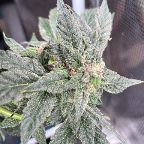 White Widow #4 growlog timeline photo