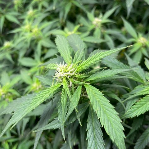 Gelato #1 growlog timeline photo