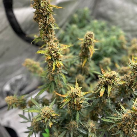 Milky Way - Variegated growlog timeline photo