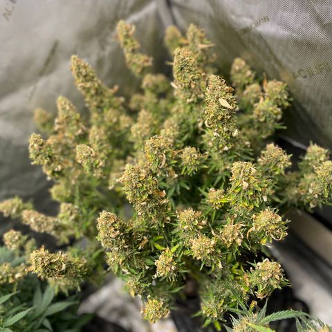 Blue Knight #1 growlog timeline photo