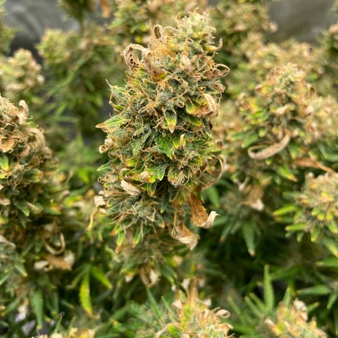 Blue Knight #1 growlog timeline photo